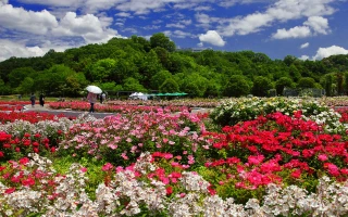 ぎふワールド・ローズガーデン(WRG)アイコン